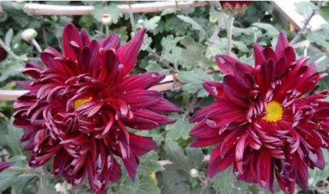 氧化菊最新爆料视频,揭秘神秘事件背后真相